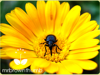 black beetle weevil on calendula