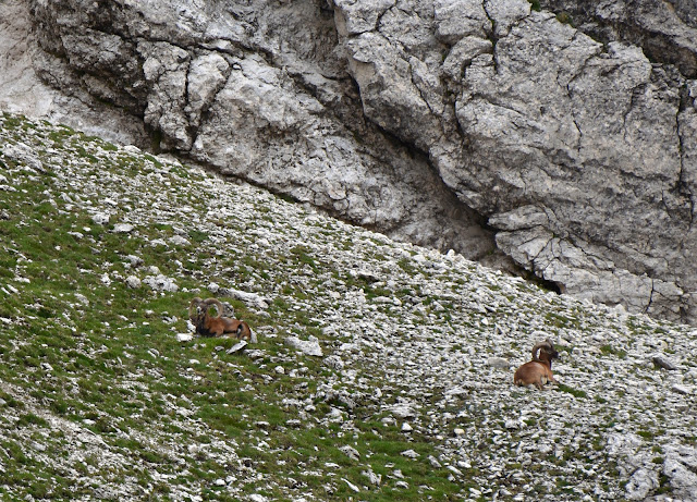 Mufloni (Ovis aries musimon)