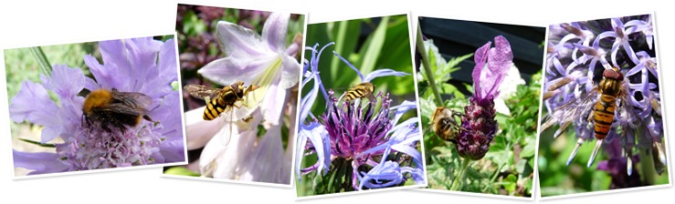 insecten in de tuin weergegeven