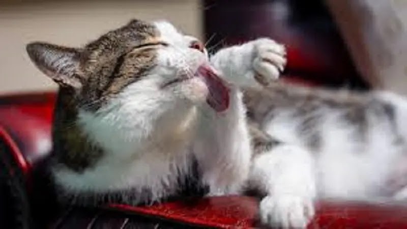 Why Do Cats Like Beards? Why Do Cats Like Beards?