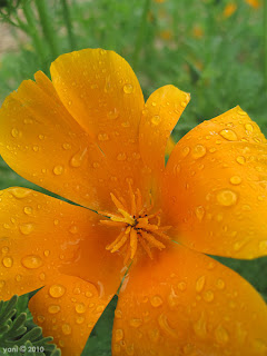 orange drops, sydney