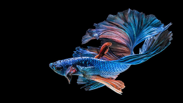 Siamese Fighting Fish