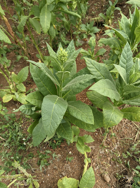 Nicotiana tabacum