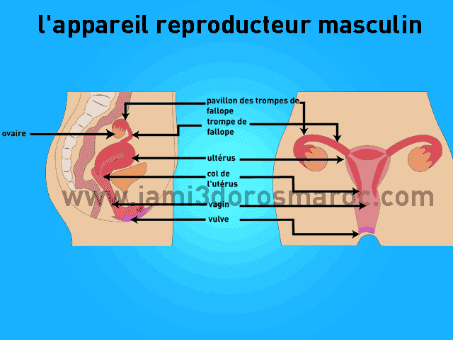 l'appareil reproducteur féminin