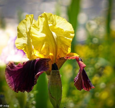 yellow and purple photo by Sylvestermouse