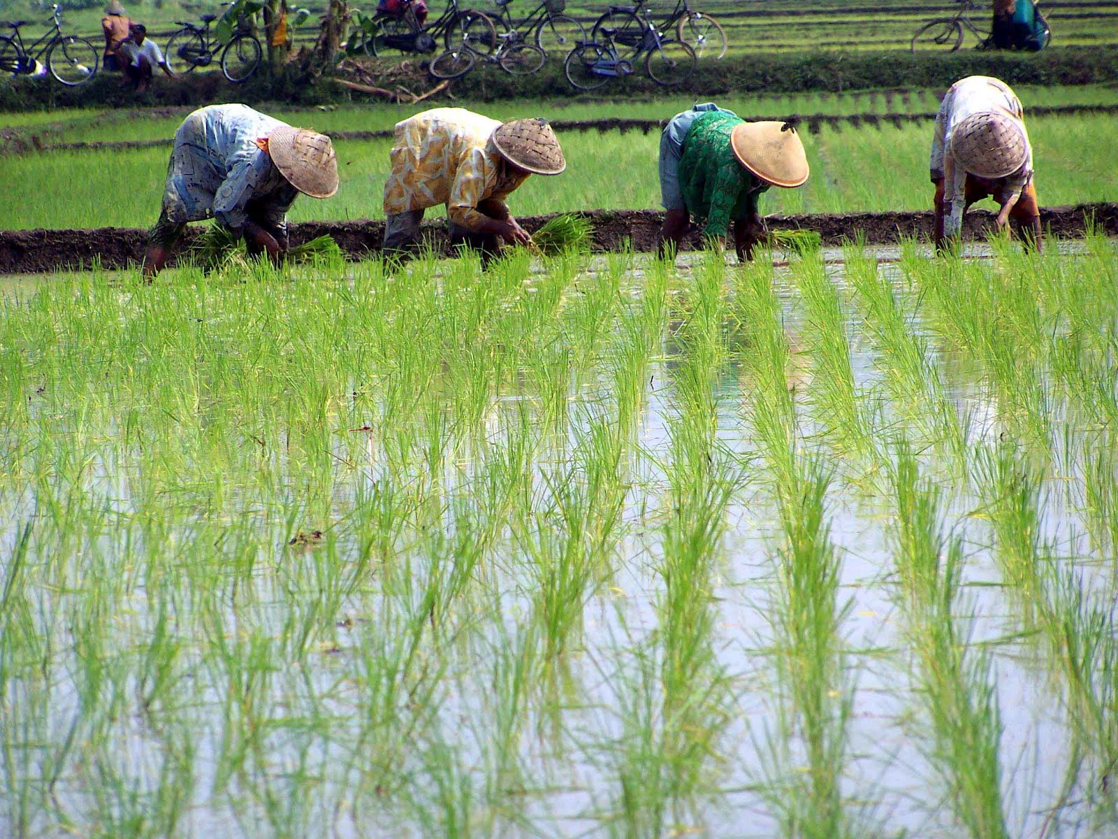 Petani Indonesia