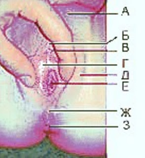 Anatomy of the hymen