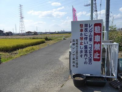 高槻市 三島江のコスモスロード