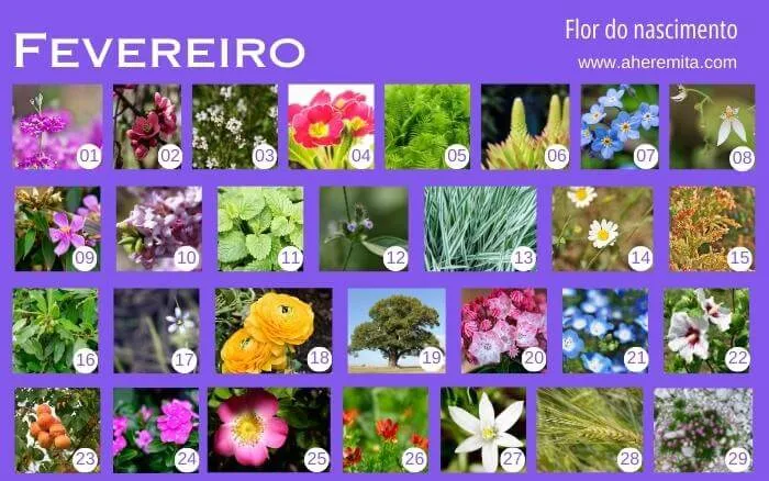 flores-que-representam-os-dias-do-mes-de-fevereiro-organizados-em-um-calendario-segundo-a-cultura-coreana
