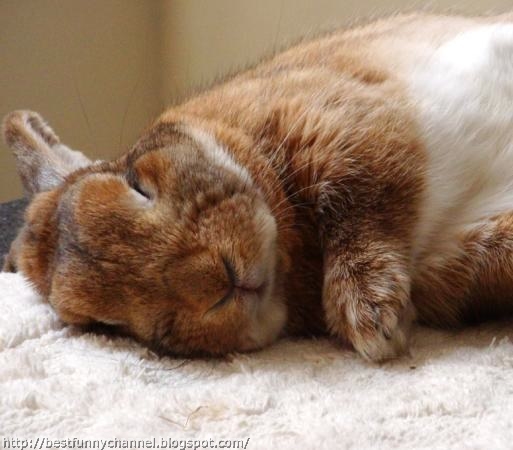 sleeping red bunny. 