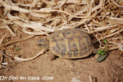 Cría de Testudo hermanni