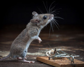 Mouse and cheese in a mousetrap, Paul Turton, mouse photos