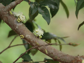 樹葡萄（嘉實果）花苞與開花