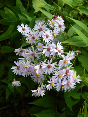 Calico Aster Symphyotrichum lateriflorum at the Toronto Botanical Garden Nature by garden muses--not another Toronto gardening blog