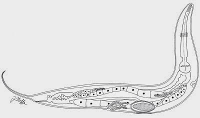 http://sciencythoughts.blogspot.co.uk/2013/08/two-new-species-of-parasitic-nematode.html