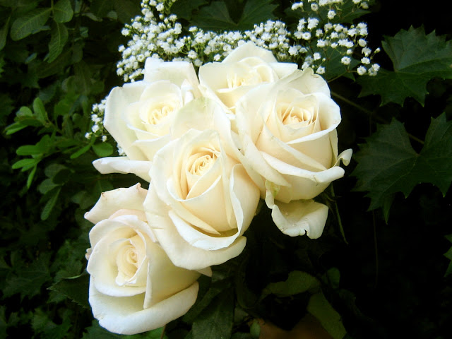 Beautiful White Rose Flower Wallpaper
