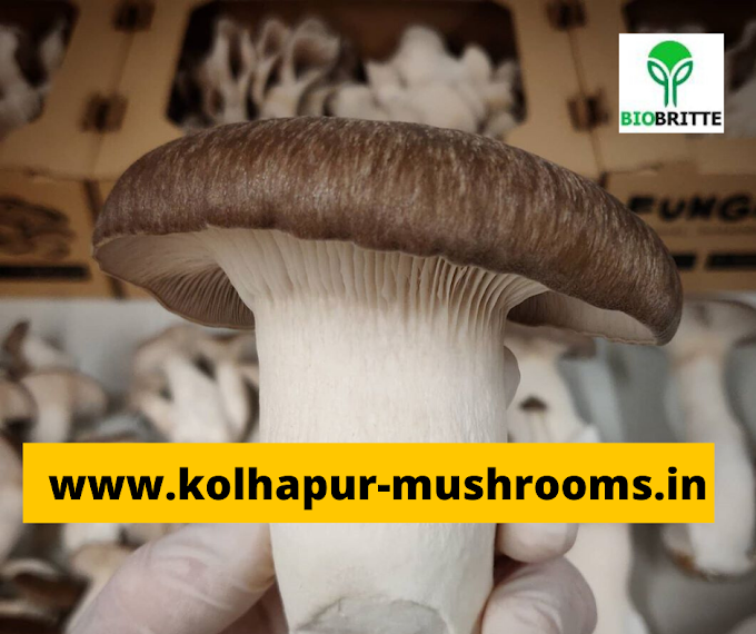  Mushroom training in Chiplun , Ratnagiri | Learn mushroom business 