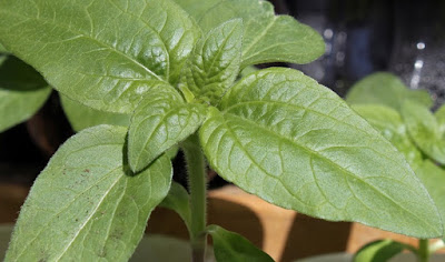 Sunflower seedlings