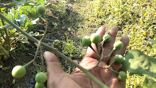 wild brinjal eggplant