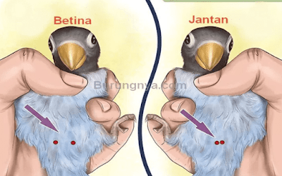 supit urang burung cendet