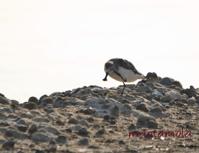 Spoon-billed Sandpiper