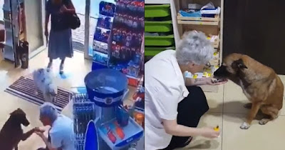 Perro callejero camina a la farmacia y pide ayuda para su patita lesionada
