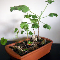 Miniature garden with Snowflake Pelargonium