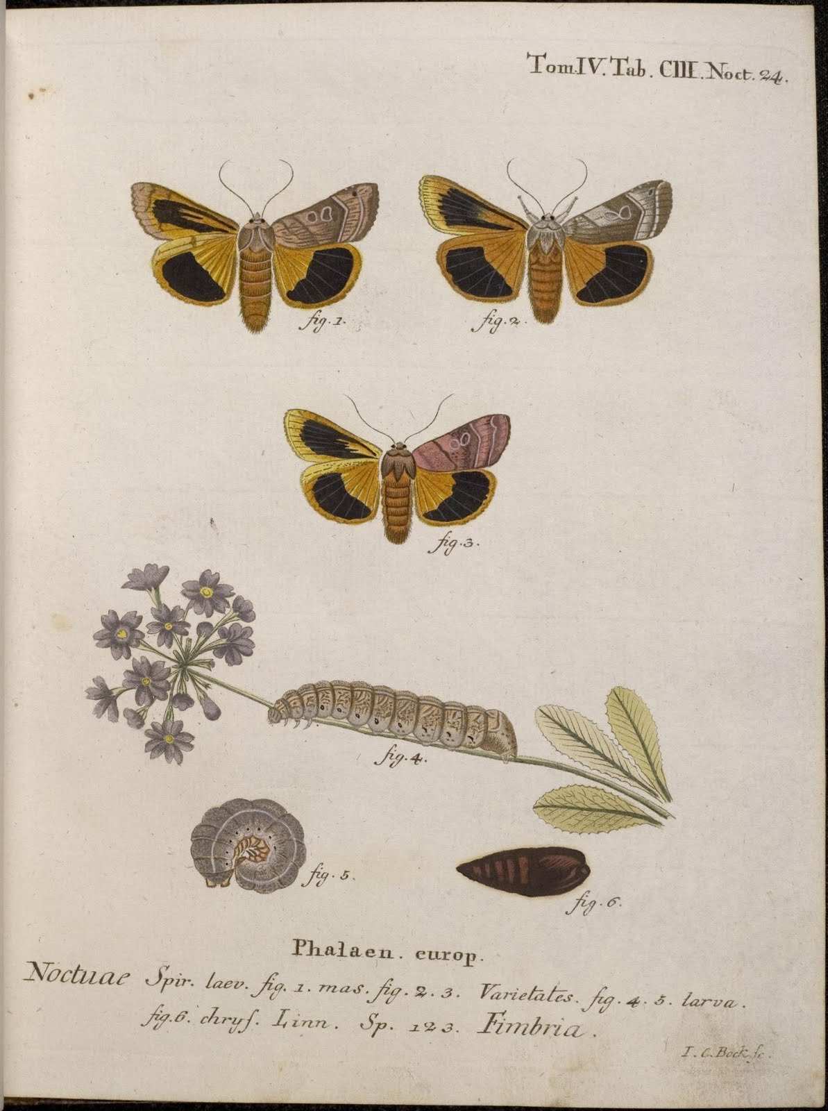 hand-coloured moth illustrations