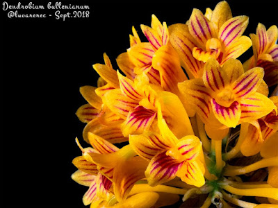 Дендробиум Буллена (Dendrobium bullenianum)