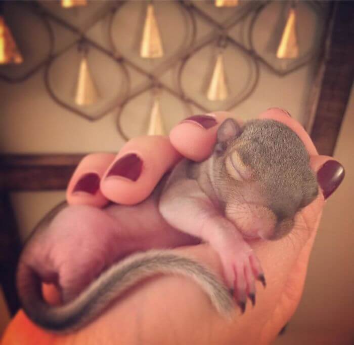 A Man Adopted A Baby Squirrel He Found On His Bed And It's The Most Adorable Story We Read Today