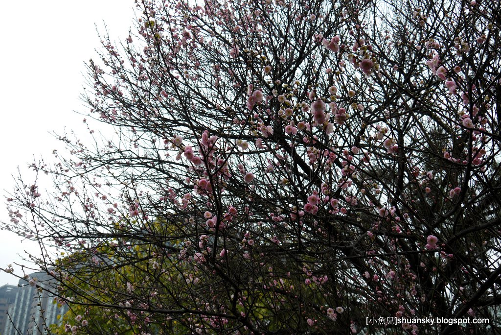 2011台北梅花在逸仙公園與國父史蹟館