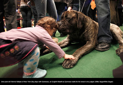 135th Westminster Kennel Club Dog Show at Madison Square Garden in New York City