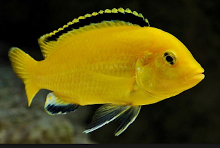 Gambar: Ikan Lemon