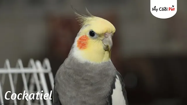 the best bird as a pet