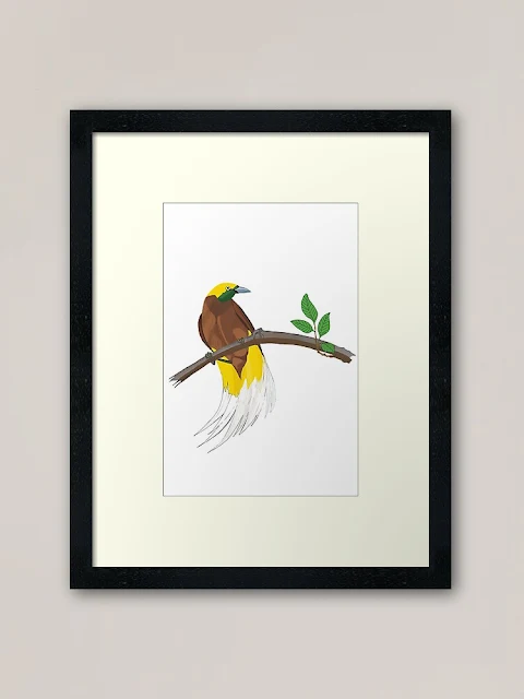 framed art print of Lesser Birds of Paradise (Paradisaea minor)