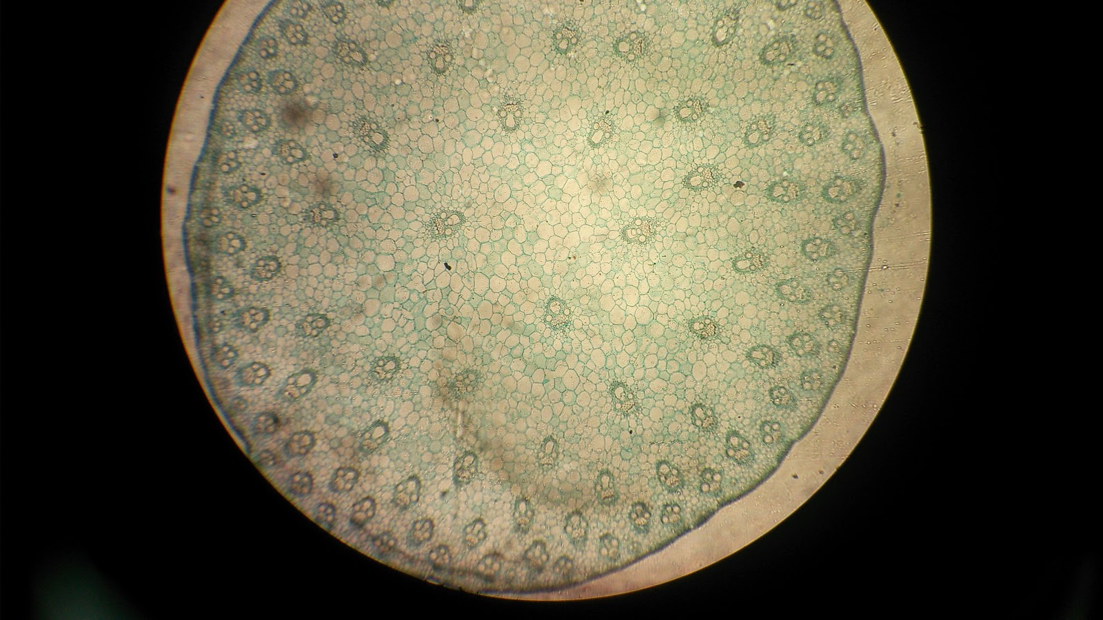 Matriculation Biology: Experiment 3 : Plant Histology