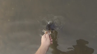 Potomac River smallmouth