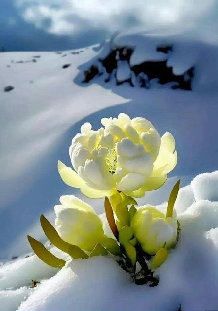 Snowy Orchid Blooms Once Every 7 Years