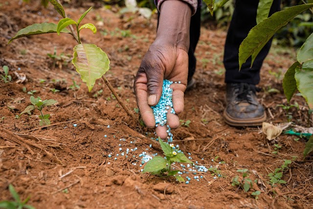 What is the most effective fertilizer for plants?