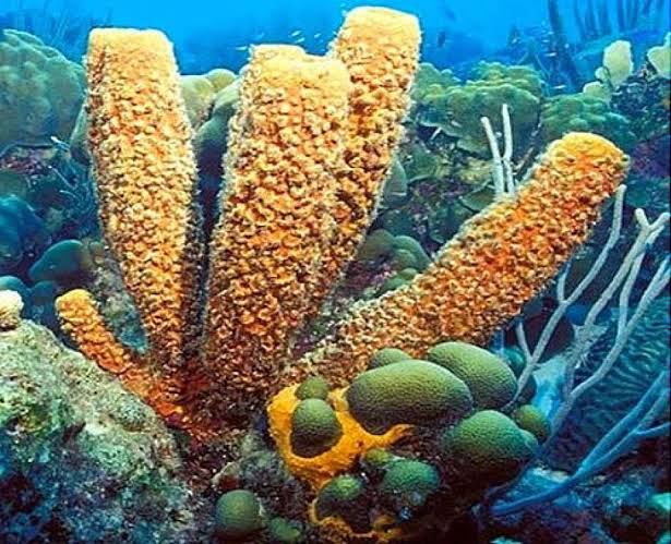  Porifera  Definisi Struktur Makanan Klasifikasi 