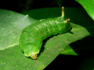 caterpillar