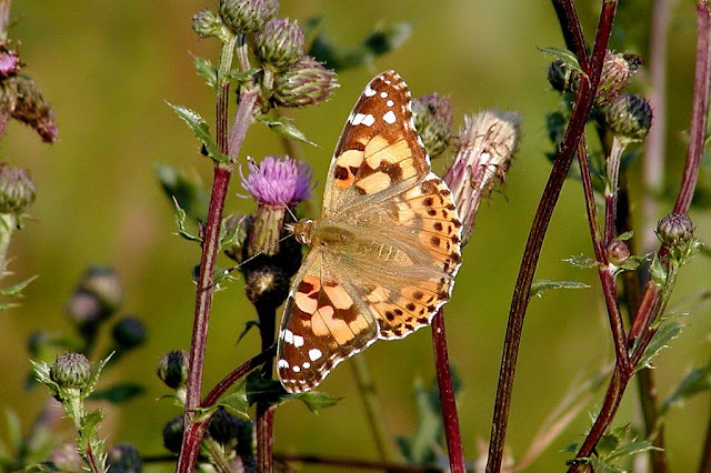 Distelfalter, Vanessa cardui