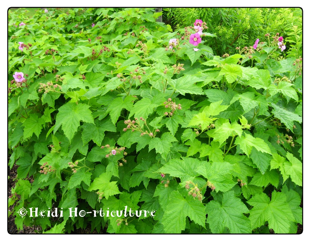 Heidi Horticulture: Plant Profile: Rubus odoratus ...