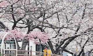 가짜와 진짜가 섞여서 진짜를 분간하기 어렵고, 가짜가 더 돋보이는세상.
