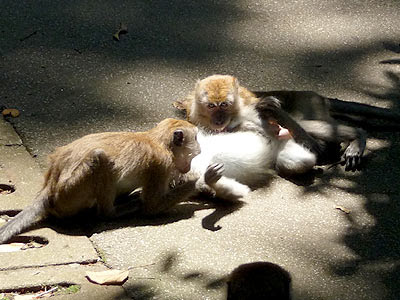 Long-tailed Macaques (Macaca fascicularis)