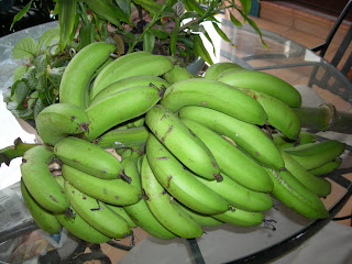 Bananas, La Ceiba, Honduras