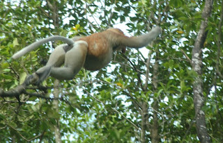 Bekantan di Hutan Mangrove Tarakan 