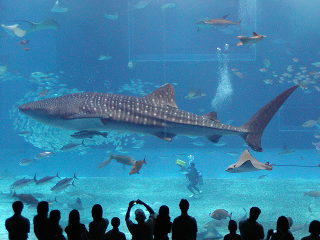 Divers Dwarfed by Whales And Sharks Seen On www.coolpicturegallery.us