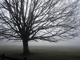 Oak tree in mist on Hayes Common, 15 March 2012.