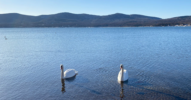 Yamanakako 2 Swans